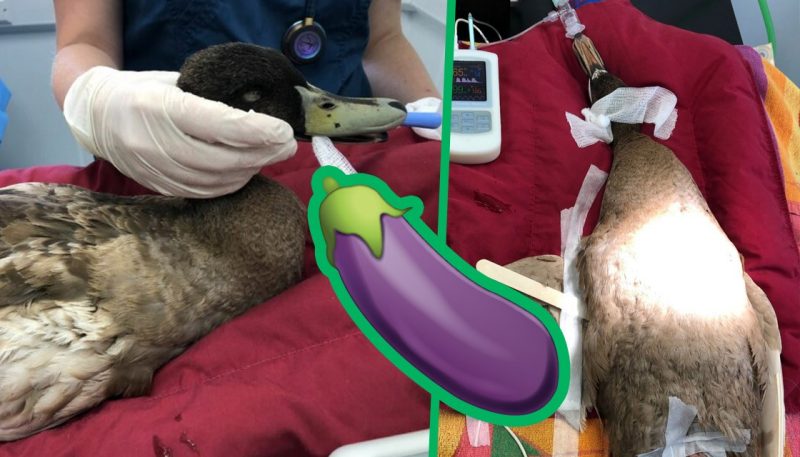 Sex-crazed Dave the duck had penis removed after trying to bang too often