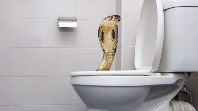 Man Nearly Loses His Genitals After a Cobra Hiding In The Toilet Bites His Junk