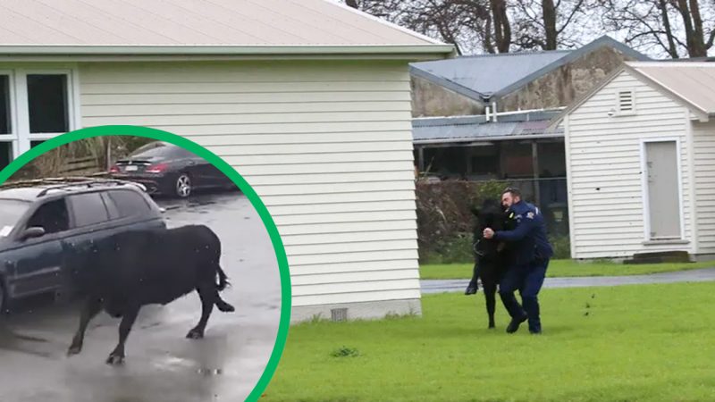 Two cows caused chaos on the streets of Whanganui and yes this article is filled with puns