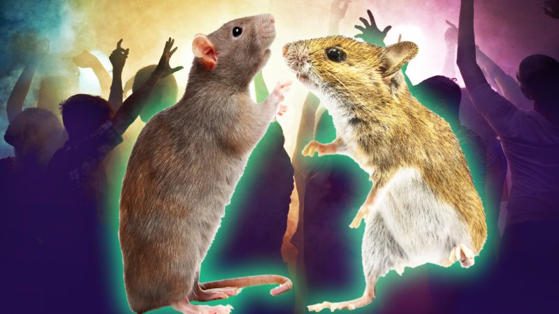 Scientists discover that not only do rats boogie to music but they also love a certain BPM