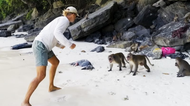 WATCH: Aussie bloke squares up and swings at a bunch of Thai monkeys after they go for his kids