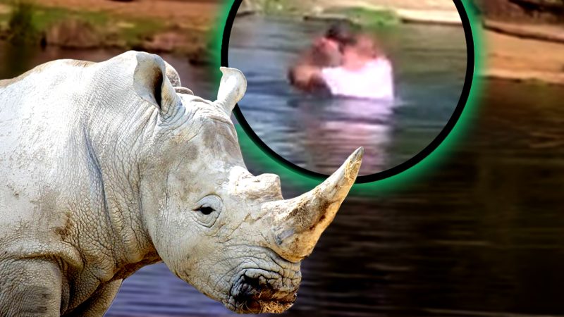 Experts reckon mad geezer caught swimming with rhinos at Auckland Zoo 'lucky to be alive' 