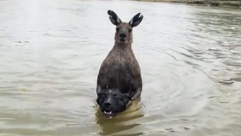 WATCH: Aussie geezer gets in tussle with a yolked kangaroo that's trying to drown his dog