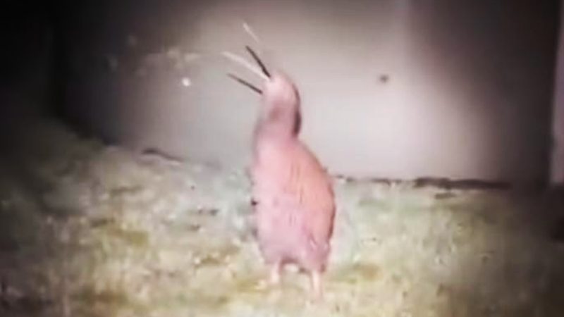 WATCH: Viral footage reveals what a Kiwi sounds like and good lord, I’m heading for the hills